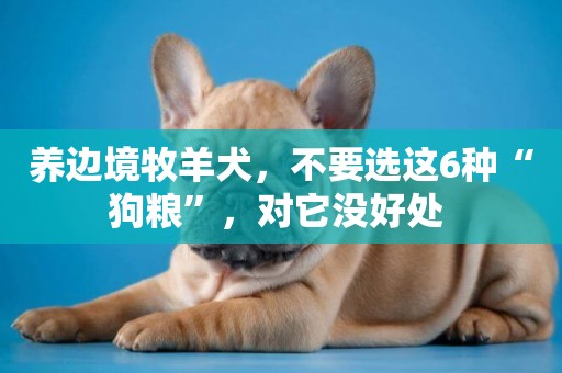 養邊境牧羊犬，不要選這6種“狗糧”，對它沒好處 