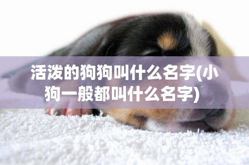 活潑的狗狗叫什么名字(小狗一般都叫什么名字) 