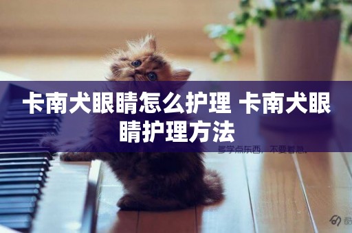 卡南犬眼睛怎么護理 卡南犬眼睛護理方法
