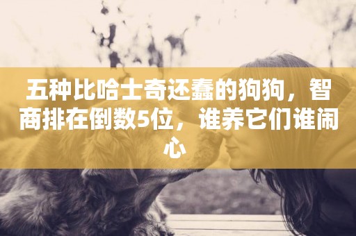 五種比哈士奇還蠢的狗狗，智商排在倒數5位，誰養它們誰鬧心 