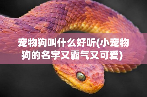 寵物狗叫什么好聽(小寵物狗的名字又霸氣又可愛) 