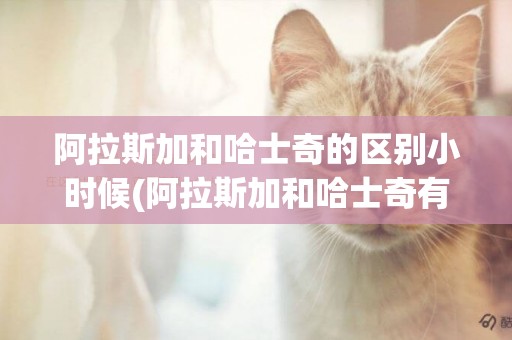阿拉斯加和哈士奇的區別小時候(阿拉斯加和哈士奇有區別嗎) 