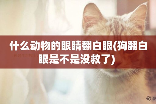 什么動物的眼睛翻白眼(狗翻白眼是不是沒救了) 