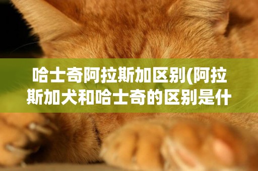 哈士奇阿拉斯加區別(阿拉斯加犬和哈士奇的區別是什么哪一只更好養) 