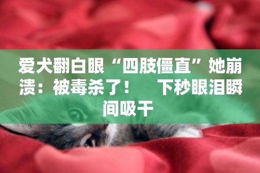 愛犬翻白眼“四肢僵直”她崩潰：被毒殺了！　下秒眼淚瞬間吸干 