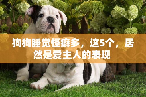 狗狗睡覺怪癖多，這5個，居然是愛主人的表現 