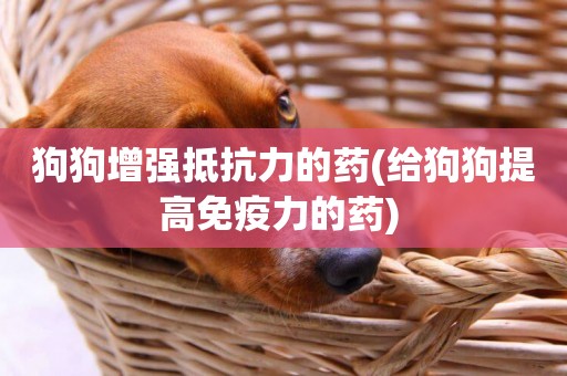狗狗增強抵抗力的藥(給狗狗提高免疫力的藥) 
