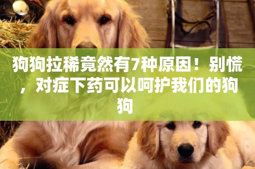 狗狗拉稀竟然有7種原因！別慌，對癥下藥可以呵護我們的狗狗 