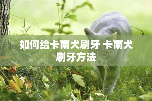 如何給卡南犬刷牙 卡南犬刷牙方法