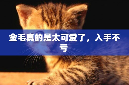 金毛真的是太可愛了，入手不虧 
