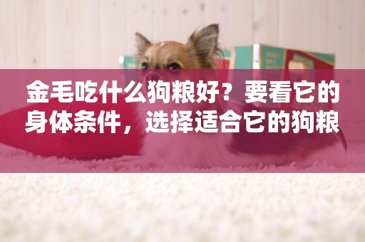 金毛吃什么狗糧好？要看它的身體條件，選擇適合它的狗糧 