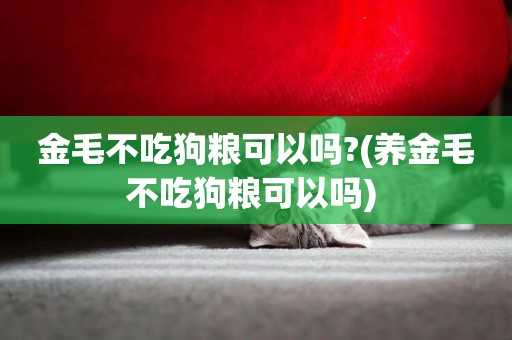 金毛不吃狗糧可以嗎?(養金毛不吃狗糧可以嗎) 
