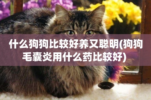 什么狗狗比較好養又聰明(狗狗毛囊炎用什么藥比較好) 