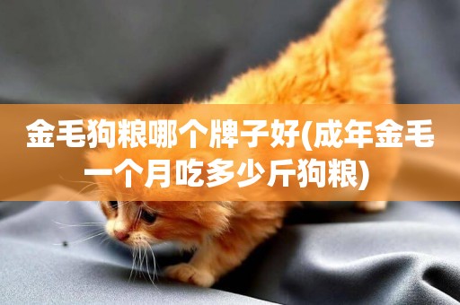 金毛狗糧哪個牌子好(成年金毛一個月吃多少斤狗糧) 