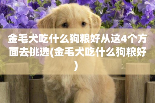 金毛犬吃什么狗糧好從這4個方面去挑選(金毛犬吃什么狗糧好) 