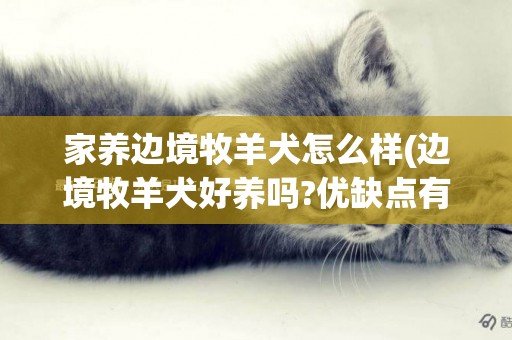家養邊境牧羊犬怎么樣(邊境牧羊犬好養嗎?優缺點有哪些) 