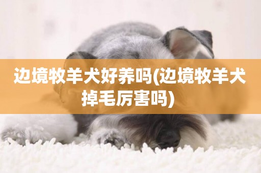 邊境牧羊犬好養嗎(邊境牧羊犬掉毛厲害嗎) 
