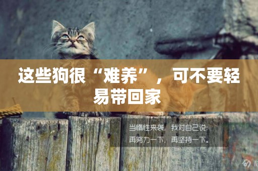 這些狗很“難養”，可不要輕易帶回家 