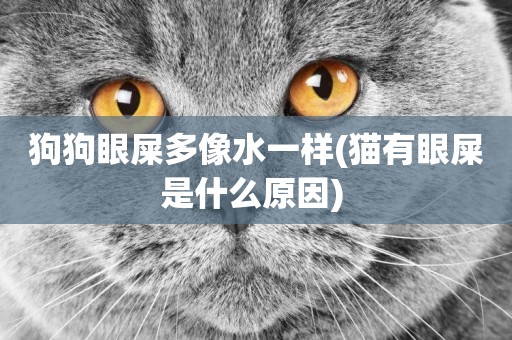 狗狗眼屎多像水一樣(貓有眼屎是什么原因) 