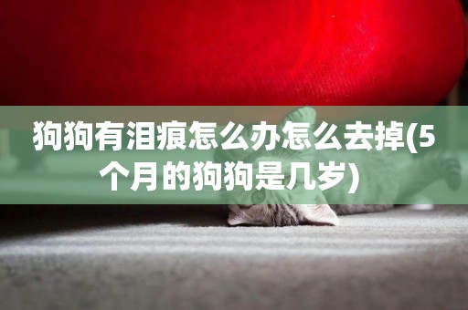 狗狗有淚痕怎么辦怎么去掉(5個月的狗狗是幾歲) 