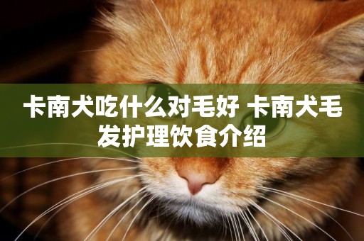卡南犬吃什么對毛好 卡南犬毛發護理飲食介紹