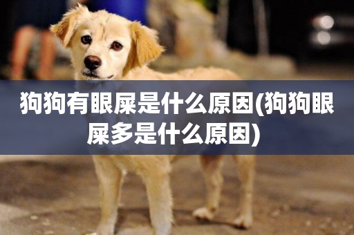 狗狗有眼屎是什么原因(狗狗眼屎多是什么原因) 