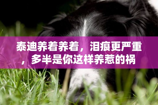 泰迪養著養著，淚痕更嚴重，多半是你這樣養惹的禍 