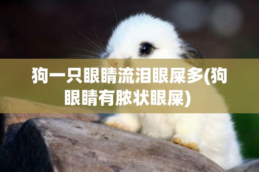 狗一只眼睛流淚眼屎多(狗眼睛有膿狀眼屎) 