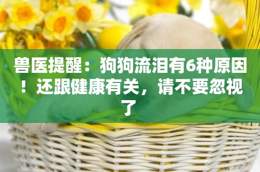 獸醫提醒：狗狗流淚有6種原因！還跟健康有關，請不要忽視了 