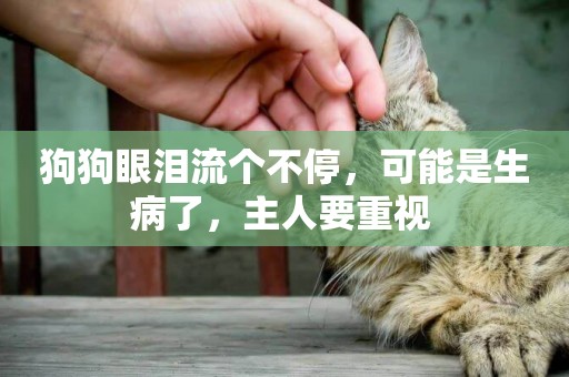 狗狗眼淚流個不停，可能是生病了，主人要重視 