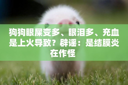 狗狗眼屎變多、眼淚多、充血是上火導致？辟謠：是結膜炎在作怪 