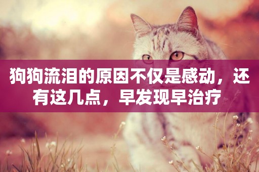 狗狗流淚的原因不僅是感動，還有這幾點，早發現早治療 