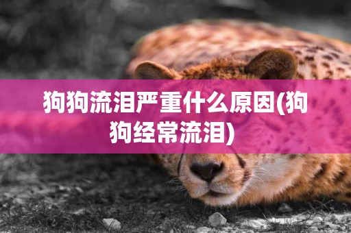狗狗流淚嚴重什么原因(狗狗經常流淚) 