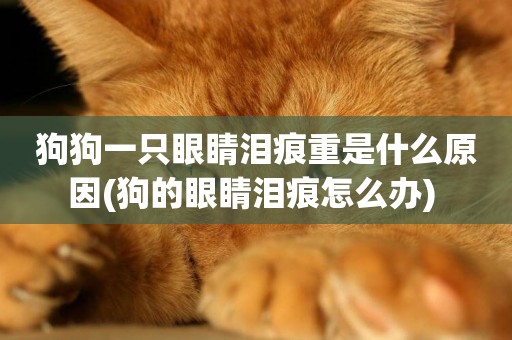 狗狗一只眼睛淚痕重是什么原因(狗的眼睛淚痕怎么辦) 