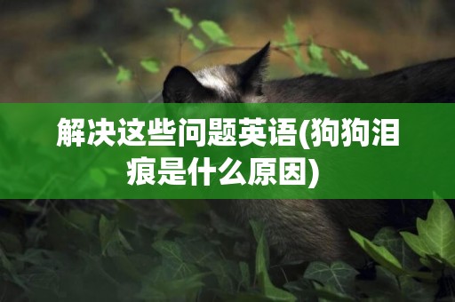 解決這些問題英語(狗狗淚痕是什么原因) 