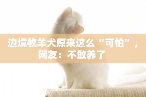 邊境牧羊犬原來這么“可怕”，網友：不敢養了 