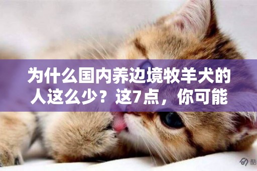 為什么國內養邊境牧羊犬的人這么少？這7點，你可能也無法接受 