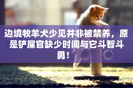 邊境牧羊犬少見并非被禁養，原是鏟屎官缺少時間與它斗智斗勇！ 