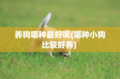 養狗哪種最好呢(哪種小狗比較好養) 