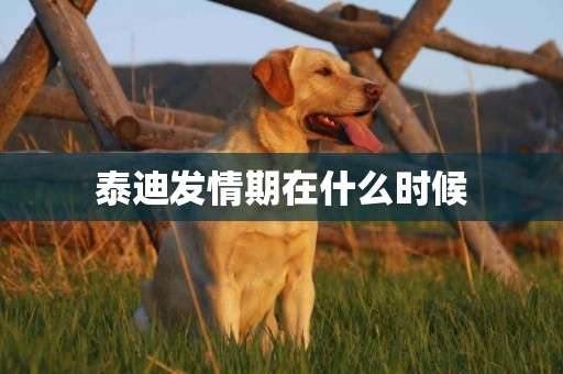 泰迪發情期在什么時候