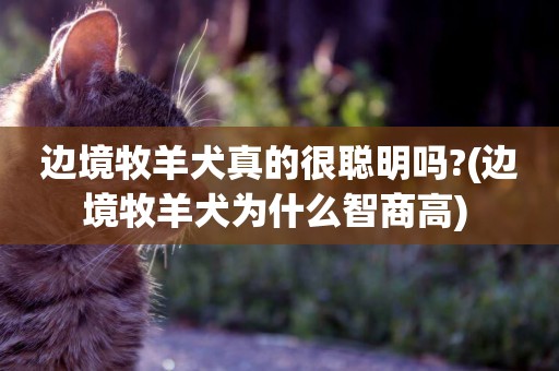 邊境牧羊犬真的很聰明嗎?(邊境牧羊犬為什么智商高) 