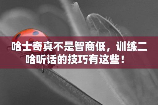 哈士奇真不是智商低，訓練二哈聽話的技巧有這些！ 