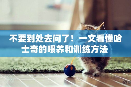 不要到處去問了！一文看懂哈士奇的喂養和訓練方法 