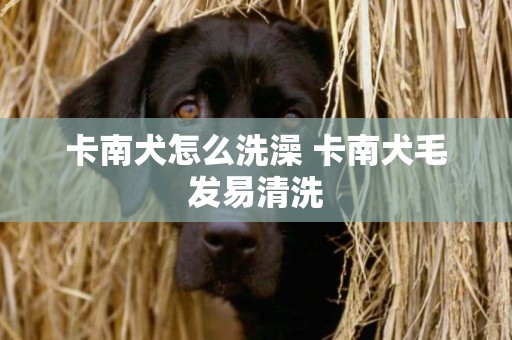 卡南犬怎么洗澡 卡南犬毛發易清洗