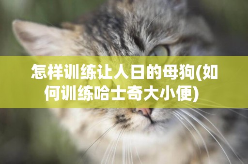 怎樣訓練讓人日的母狗(如何訓練哈士奇大小便) 