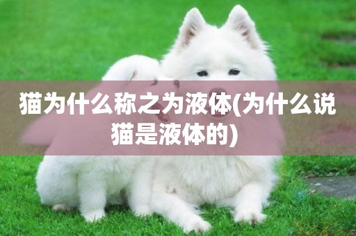 貓為什么稱之為液體(為什么說貓是液體的) 