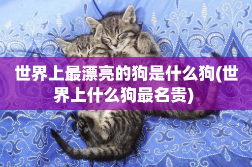 世界上最漂亮的狗是什么狗(世界上什么狗最名貴) 