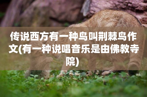 傳說西方有一種鳥叫荊棘鳥作文(有一種說唱音樂是由佛教寺院) 