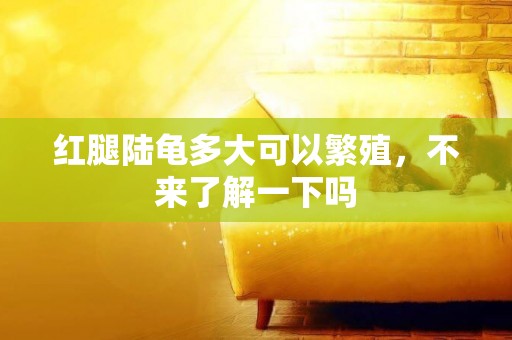 紅腿陸龜多大可以繁殖，不來了解一下嗎