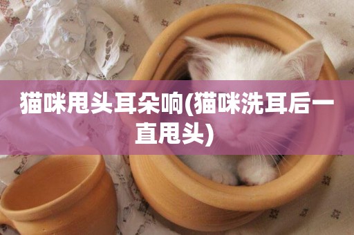 貓咪甩頭耳朵響(貓咪洗耳后一直甩頭) 